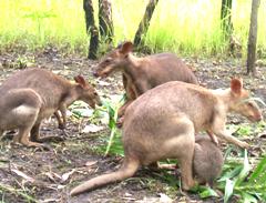 Kangoeroes in Wasur National Park