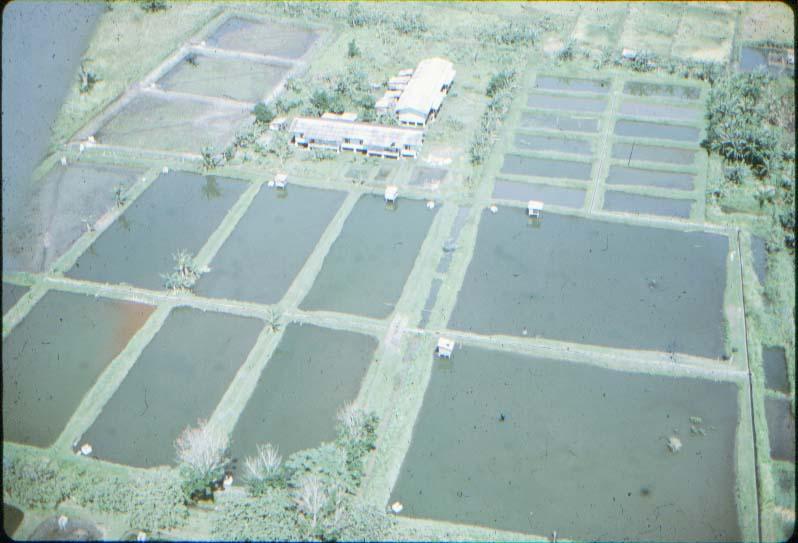 BD/37/226 - 
Lake Sentani: fishponds
