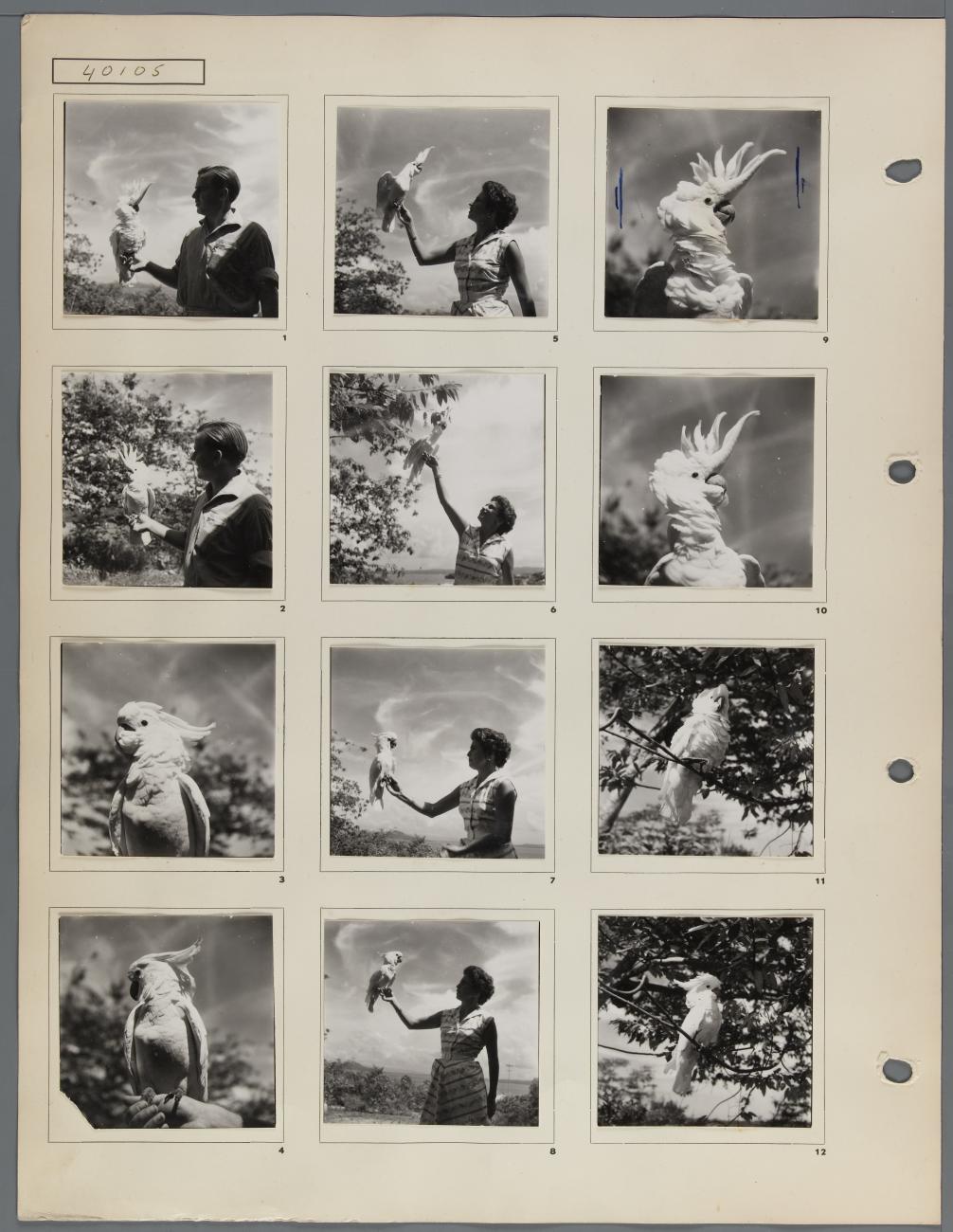 BD/163/84 -
Dieren Papua (Hollandia?)
