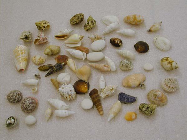 EA/51/18 - 
cowry shell
