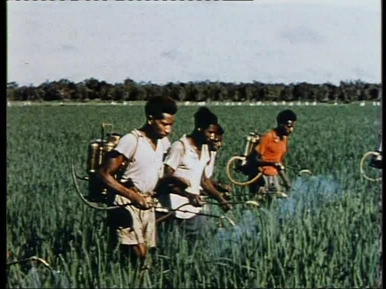 FI/1200/41 -
Report from Netherlands New Guinea