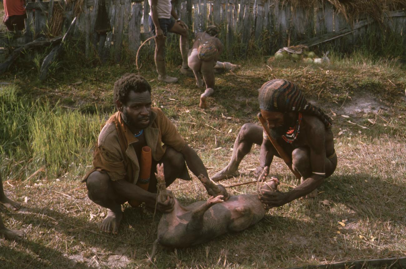 BD/166/113 -
Catching domesticated pigs 2