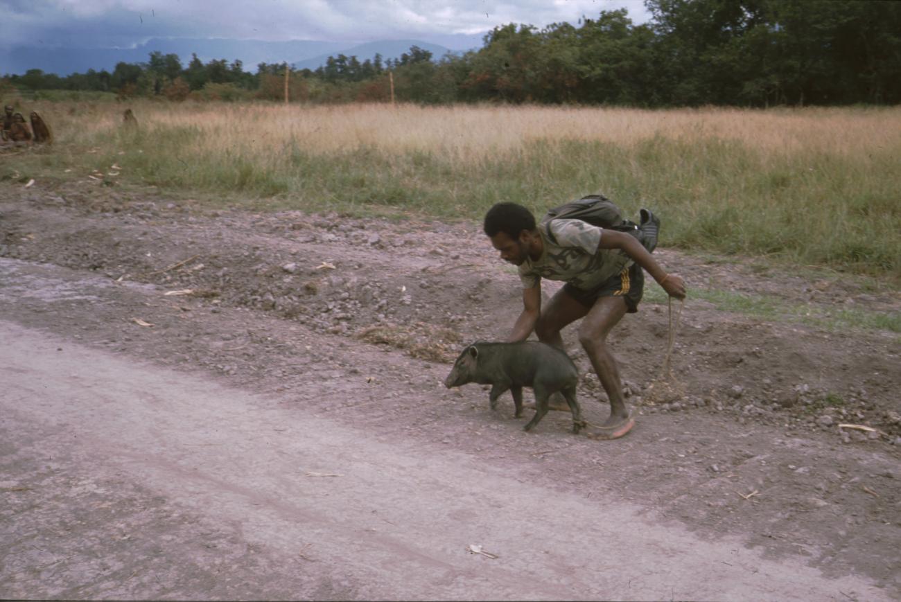 BD/166/233 -
Walking with a pig