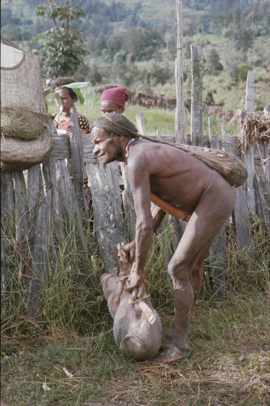 BD/166/414 -
Papua met gekneveld varken