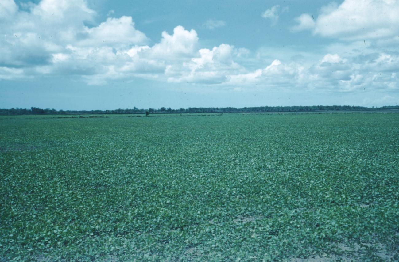 BD/209/2041 -
Zaaiklaar gemaakt veld