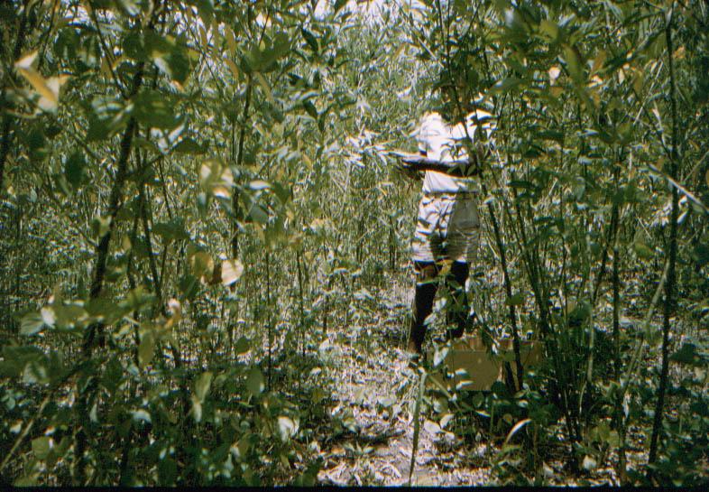 BD/209/9005 -
Plantage voor kweken van jonge aanplant