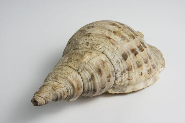 EA/256/19 - 
horn
