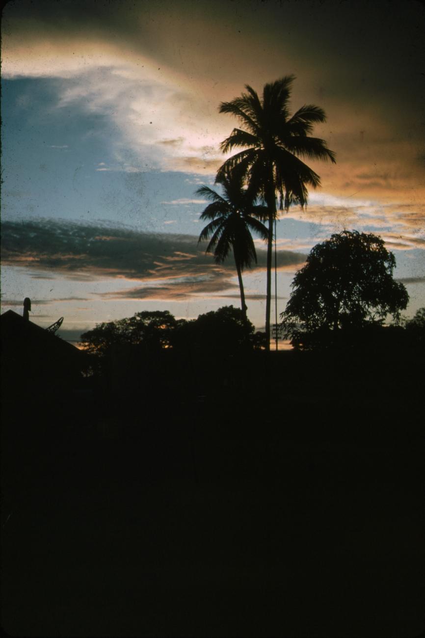 BD/288/46 -
Bomen bij zonsondergang in Merauke