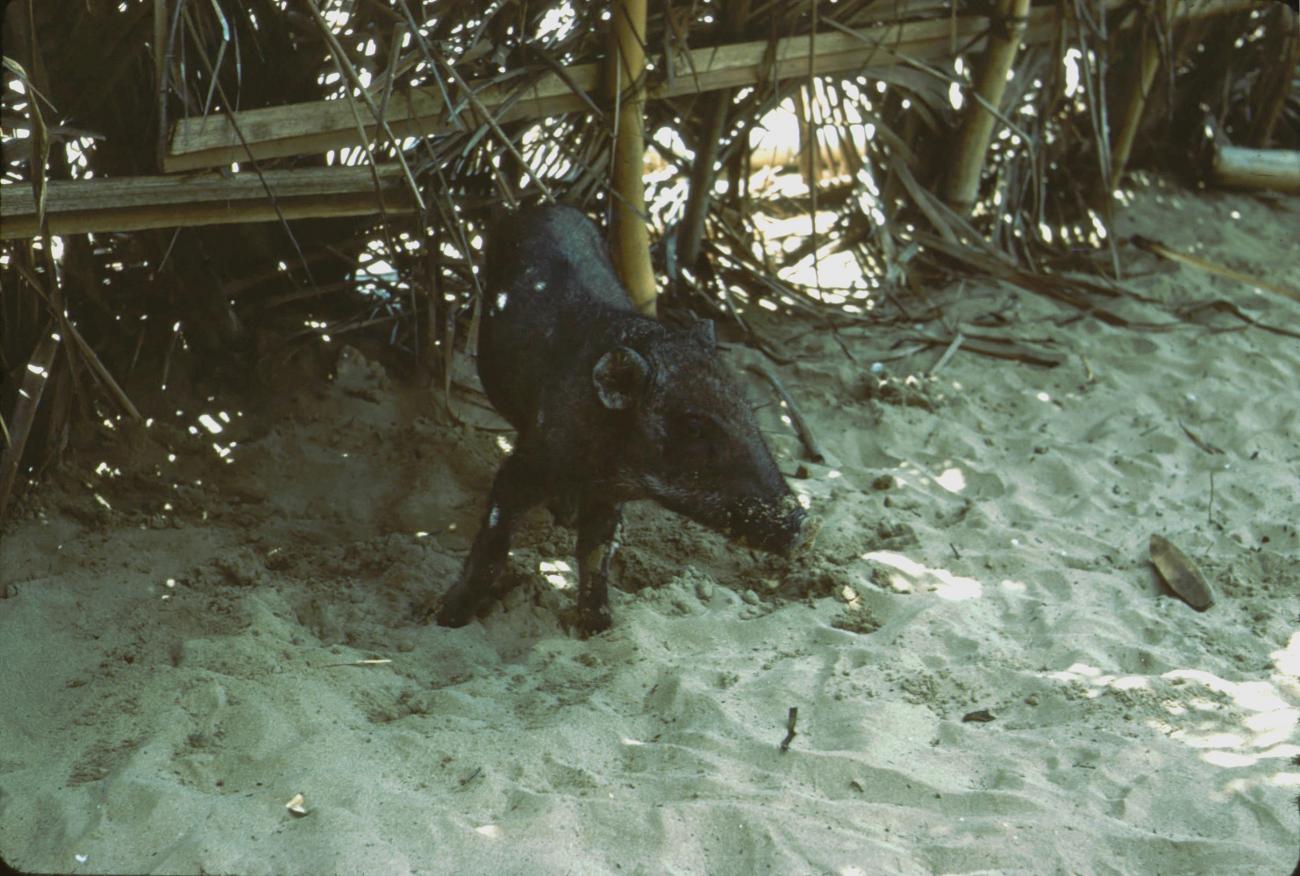 BD/288/89 -
Zwijntje op het strand bij omheining