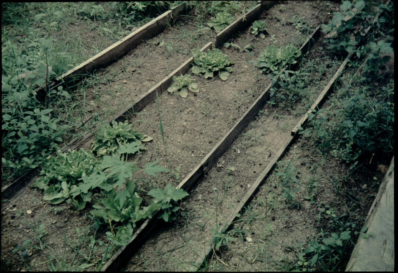 BD/144/253 - 
Tuin met planken ter afscheiding. Dubbel: zie 549
