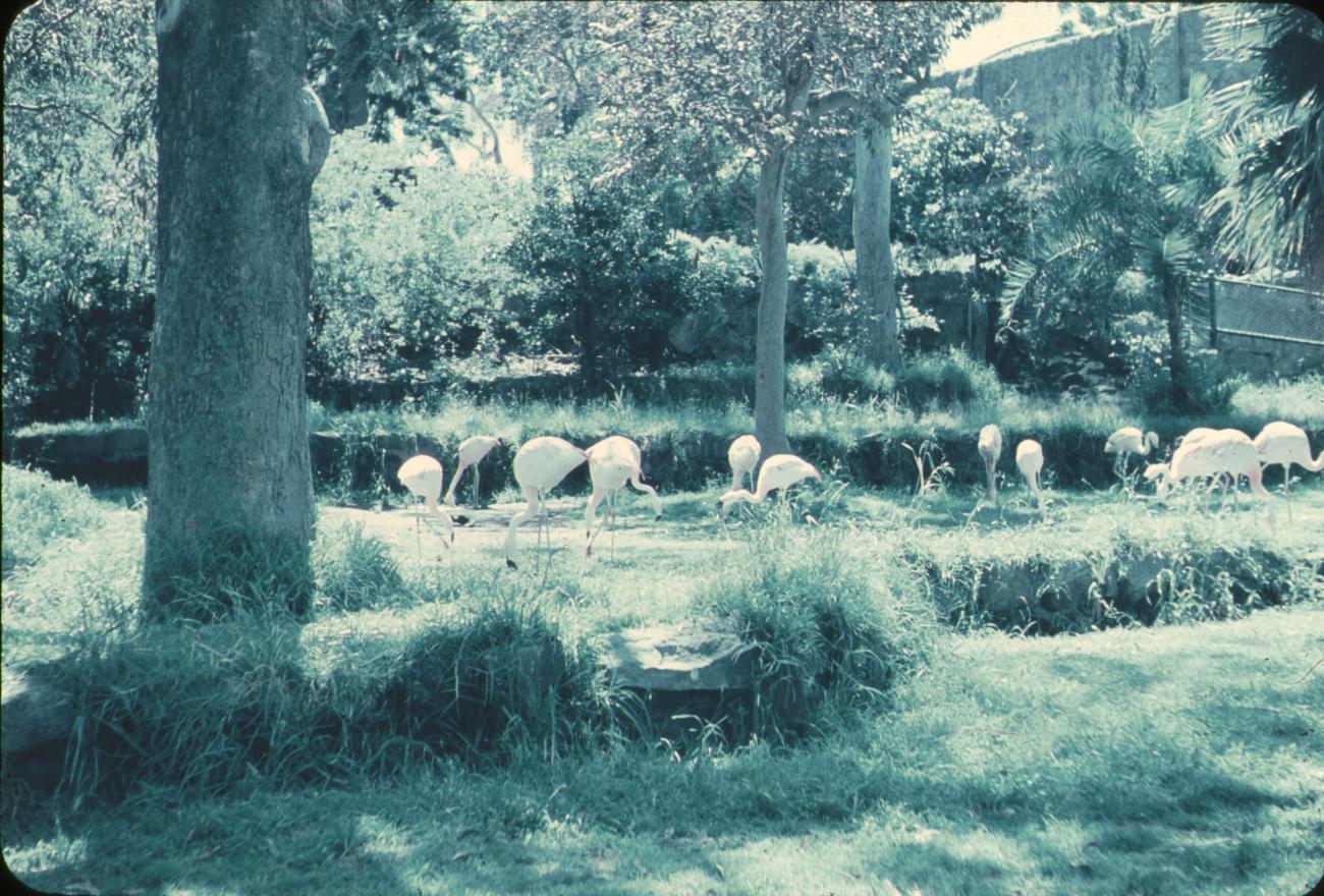 BD/144/3 - 
Vogels
