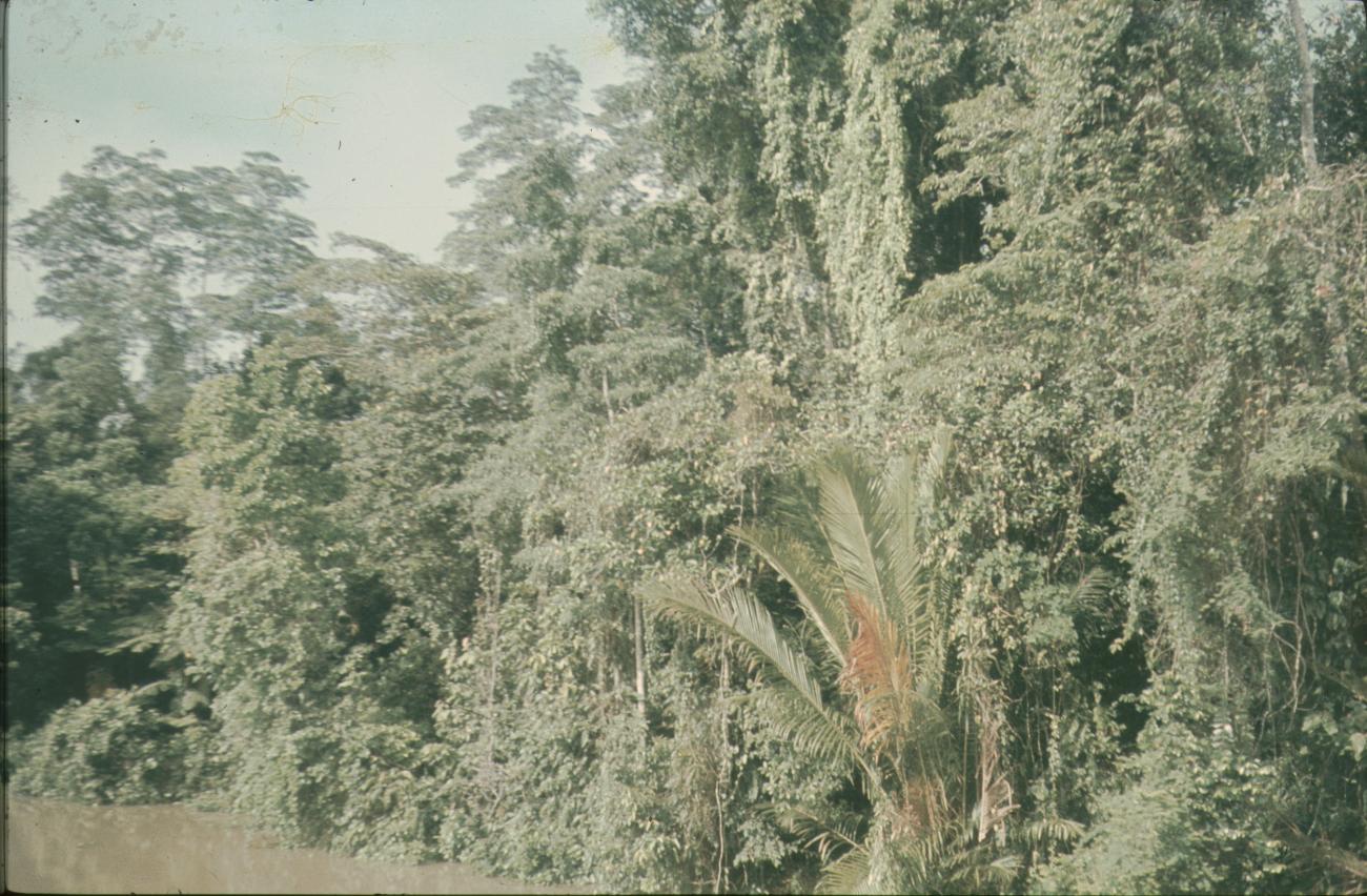BD/144/496 - 
Natuur
