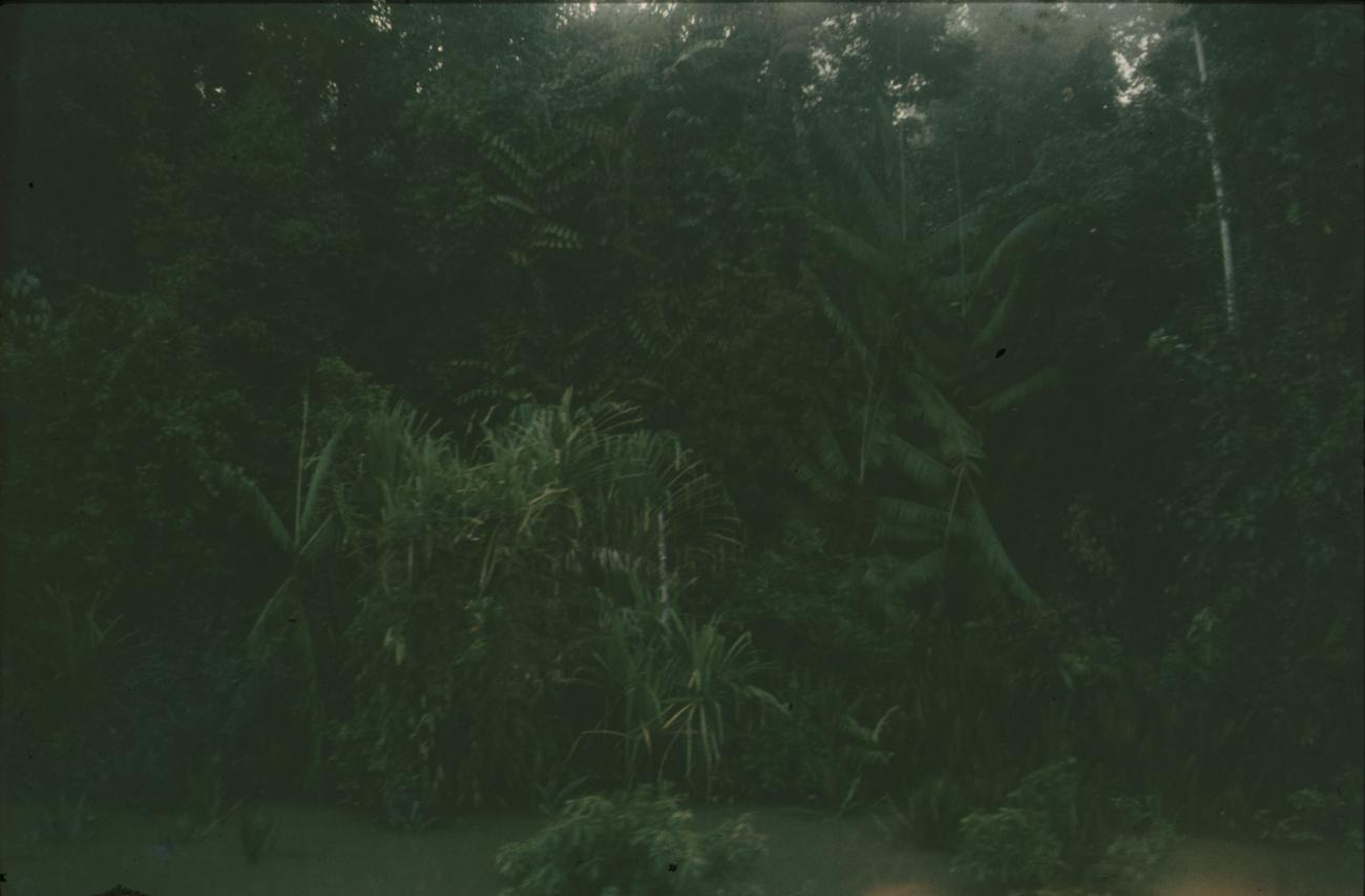 BD/144/504 - 
Natuur
