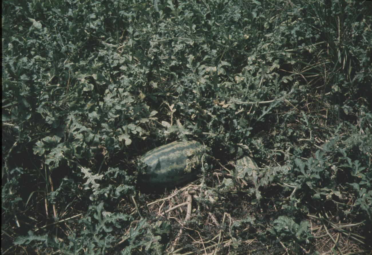BD/144/552 -
Vrucht tussen het groen