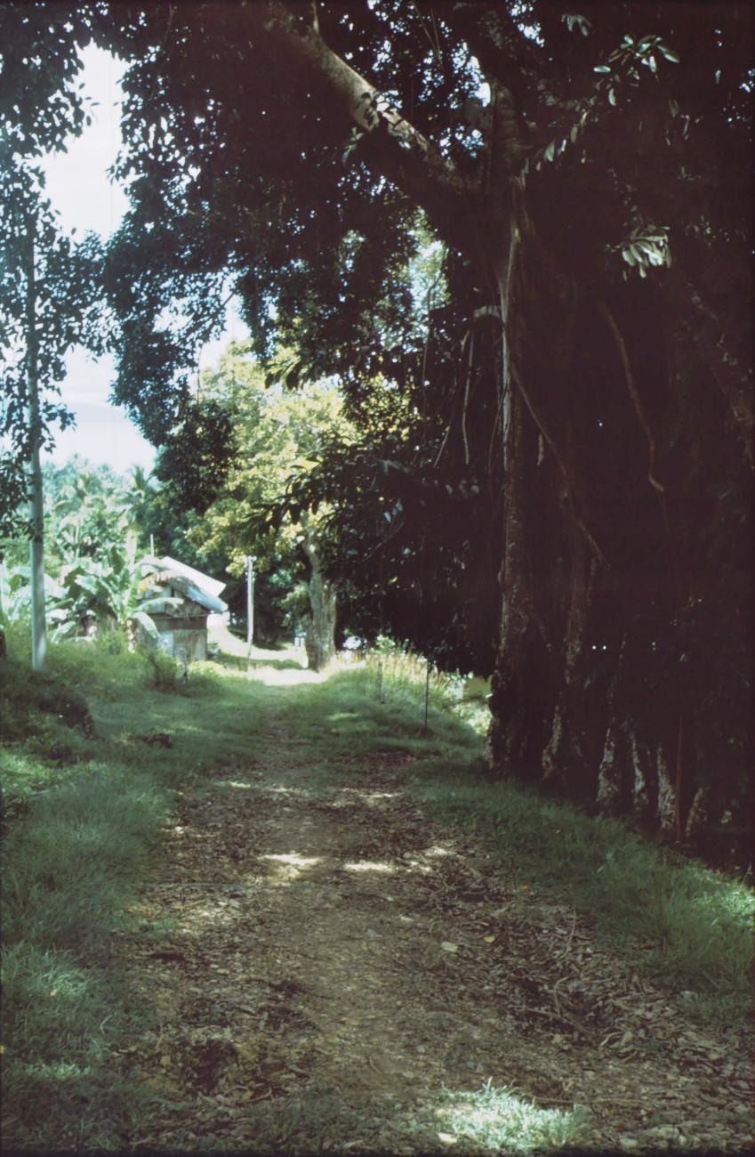 BD/279/52 -
Klimopweg
