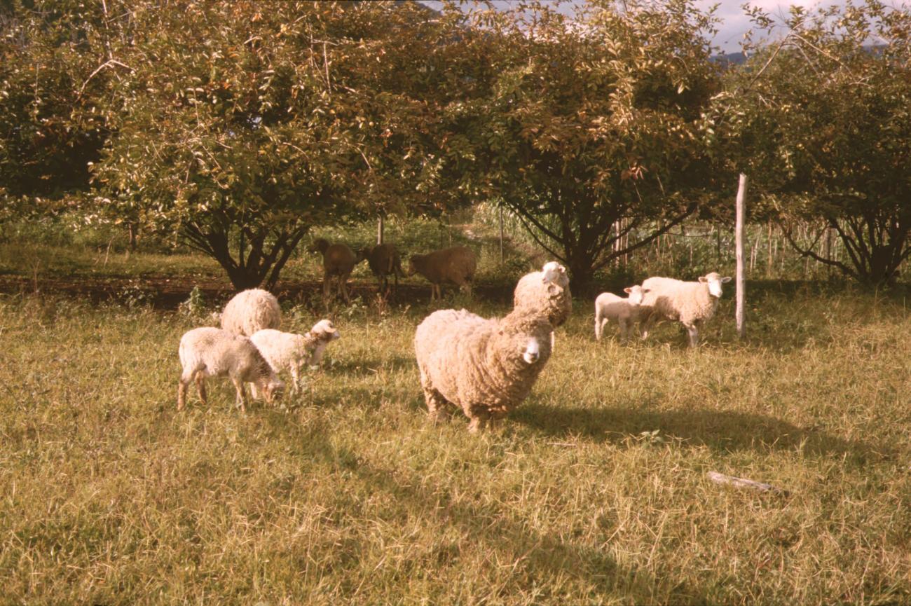 BD/132/74 -
schapen