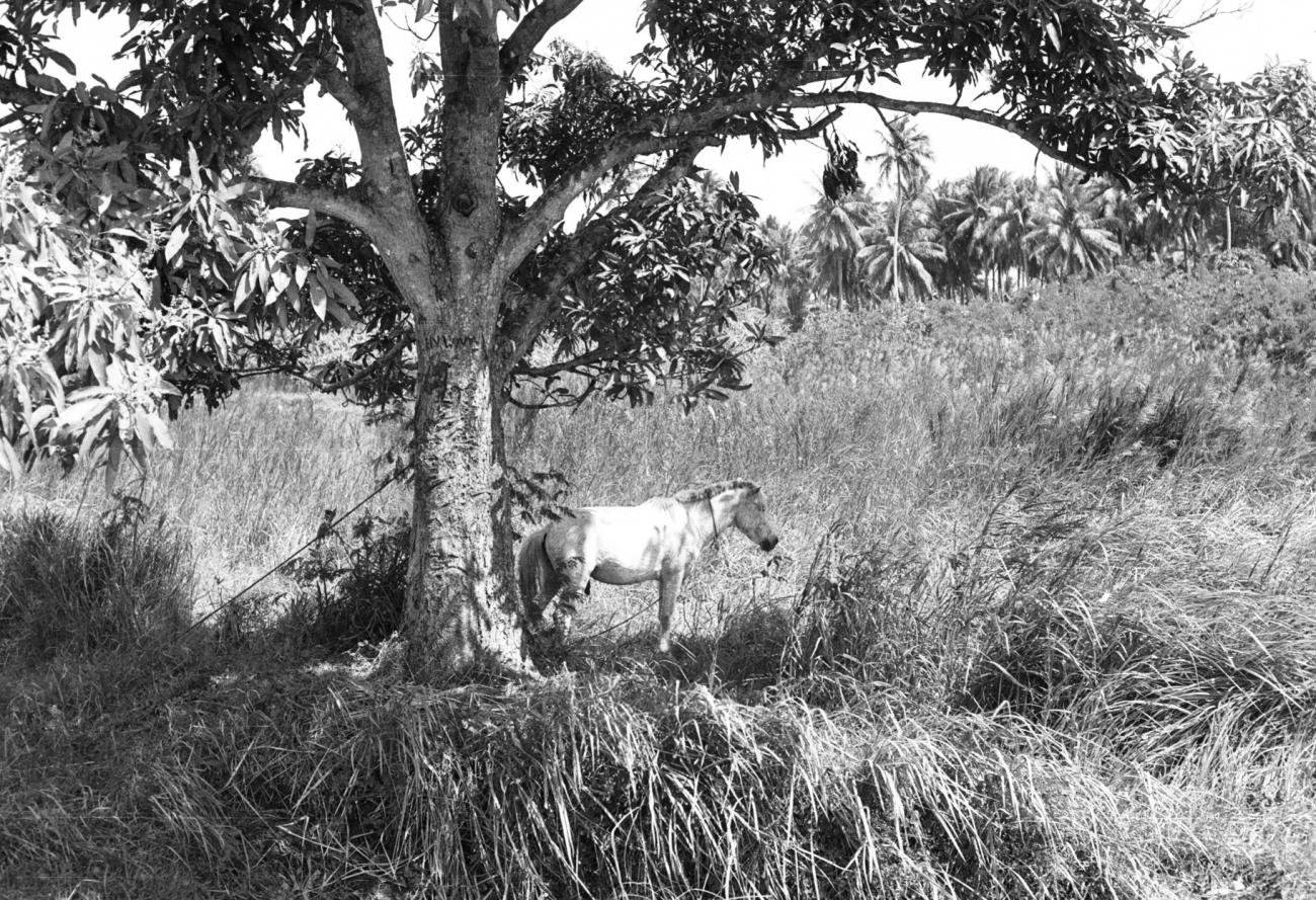 BD/133/1017 -
Een paard onder een boom tussen het hoge gras