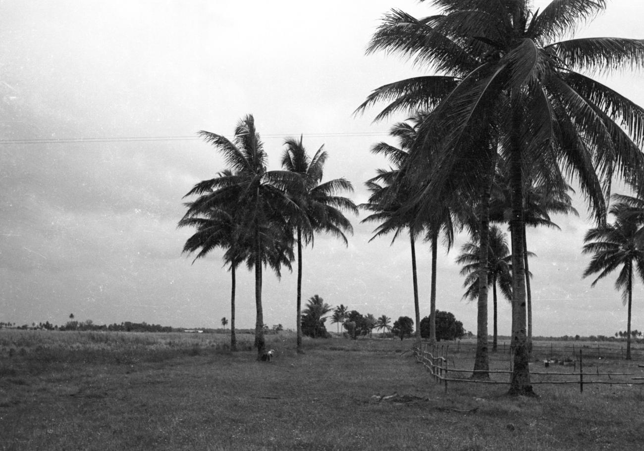 BD/133/1133 -
Open landschap met palmbomen en veekraal