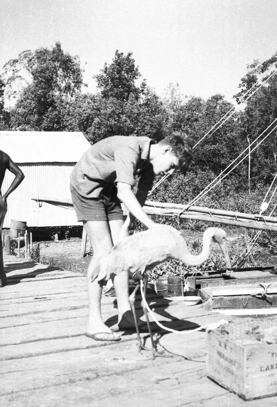 BD/133/196 - 
Een ibis-achtige vogel op de steiger
