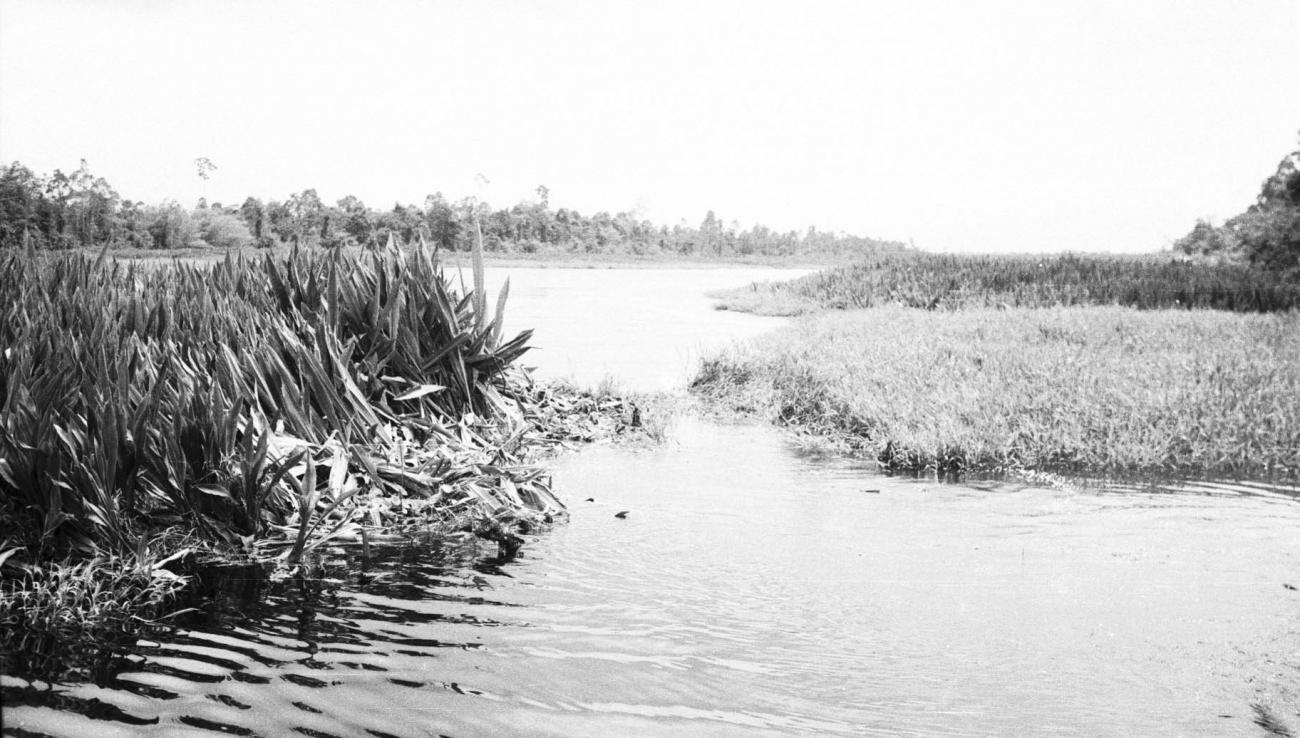 BD/133/247 -
Reed