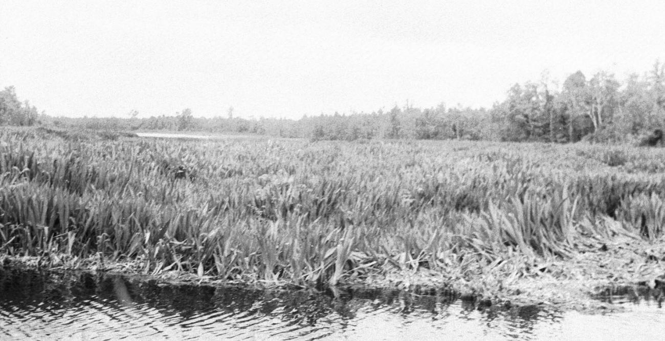 BD/133/251 - 
De groei van riet in de rivier
