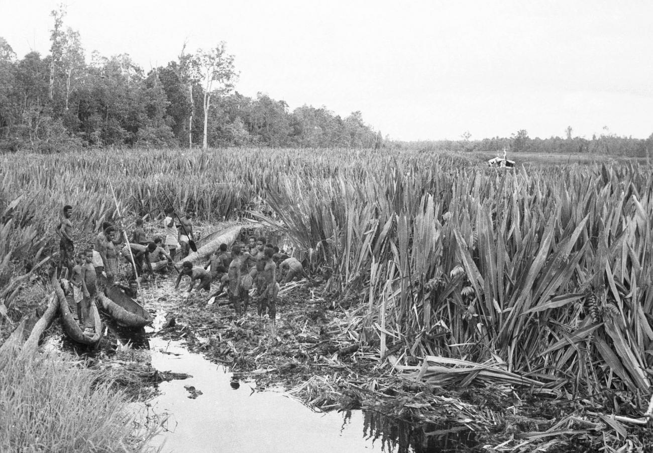 BD/133/266 -
Door het riet een doorvaarroute voor de motorboot vrijmakend