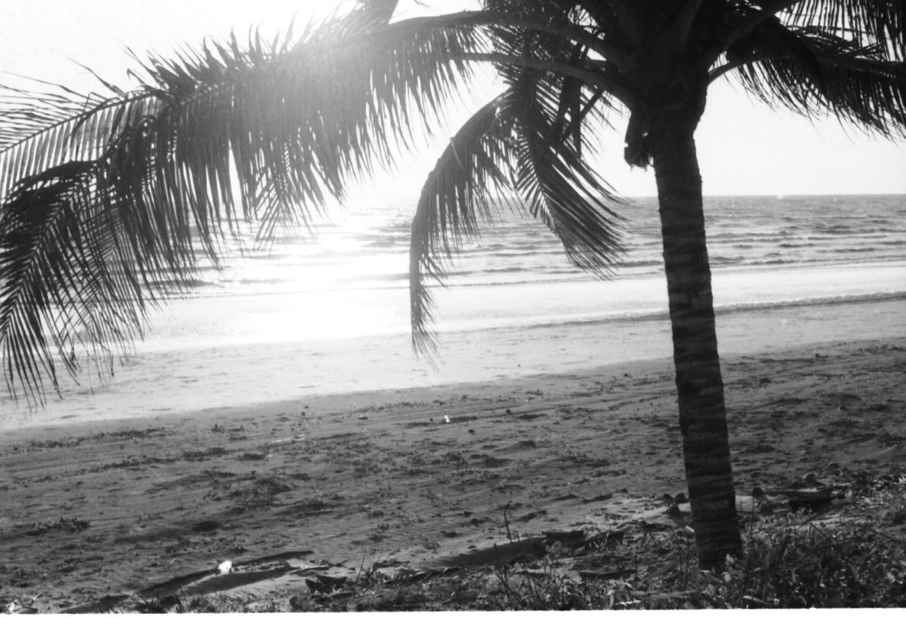 BD/133/34 -
Palmboom aan het strand bij avond