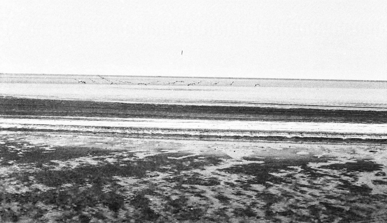 BD/133/368 -
Vliegende vogels aan het strand