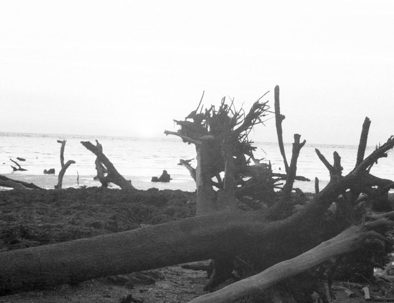 BD/133/375 -
Aangespoeld hout van ontwortelde bomen aan het strand