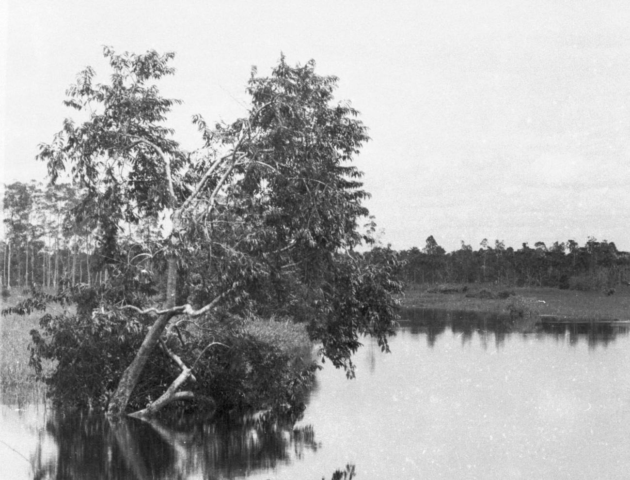 BD/133/420 -
Tocht Merauke-Kepi-Cookrivier vv: Landschapsopname van de rivier