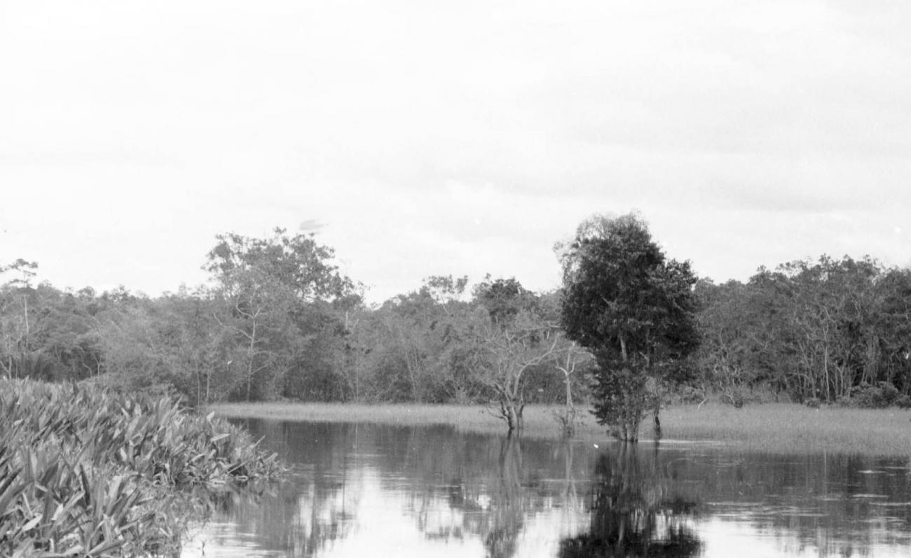 BD/133/60 -
Trip Merauke-Kapi: View on the river