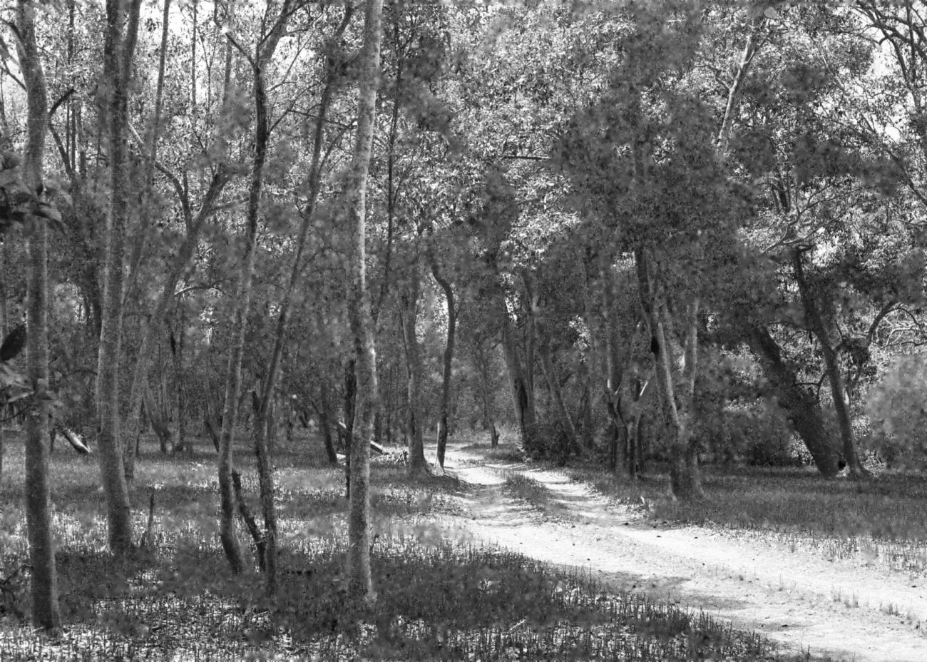 BD/133/617 - 
Landschapsopname van het bos
