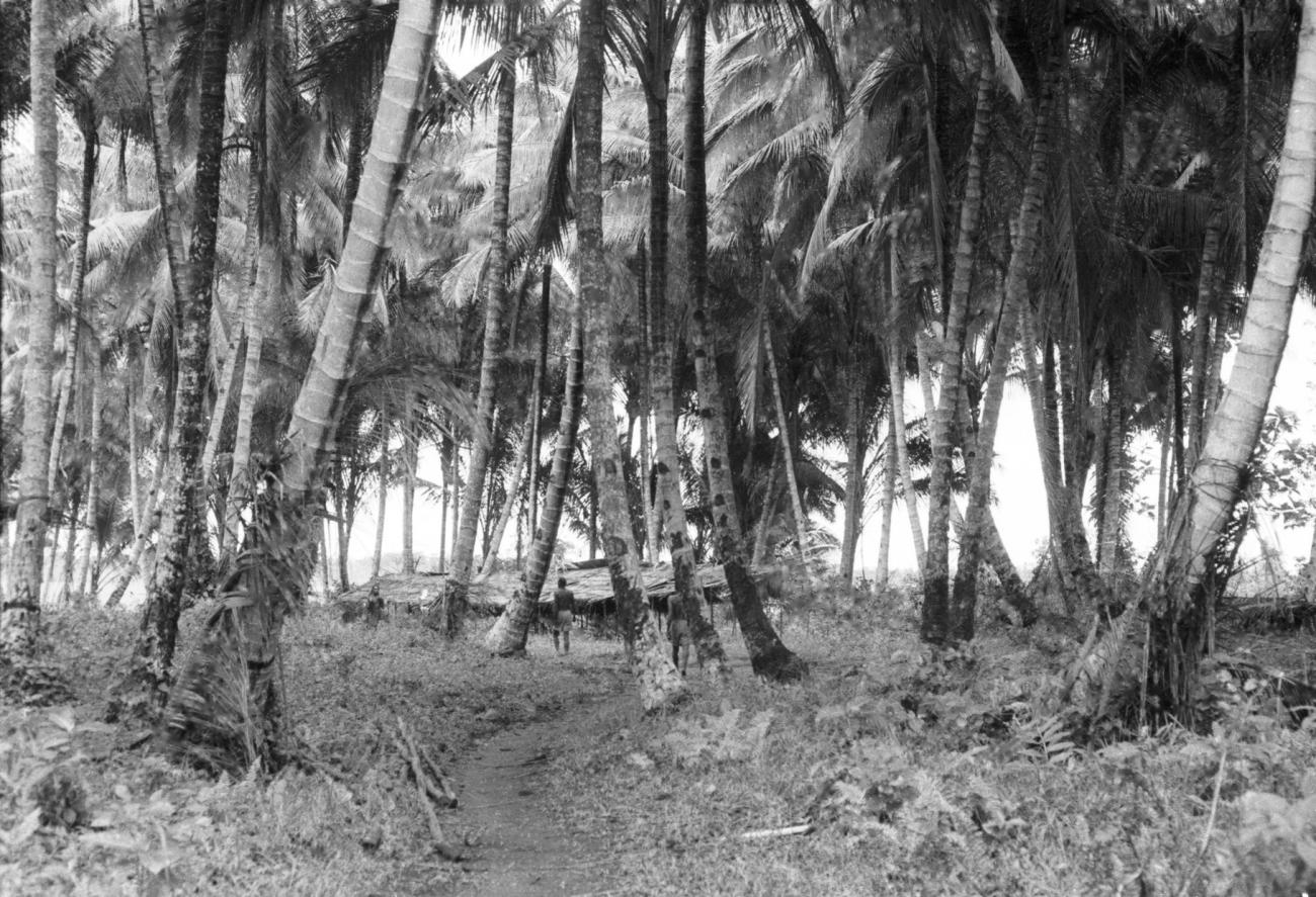 BD/133/656 -
Landschap met palmbomen en hutten/nederzetting op de achtegrond