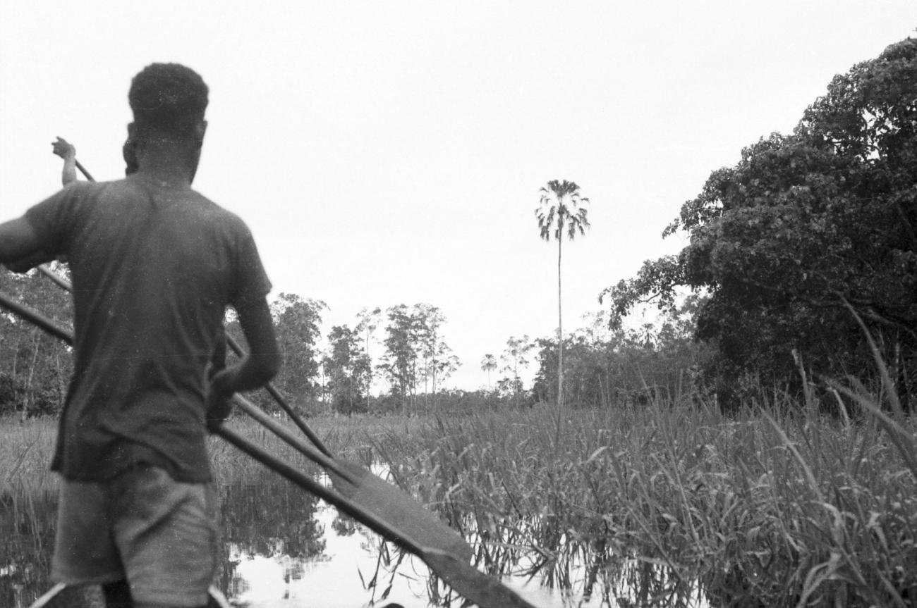 BD/133/672 -
Zicht op rivier en riet vanuit prauw, Papoea-mannen met peddels op de voorgrond