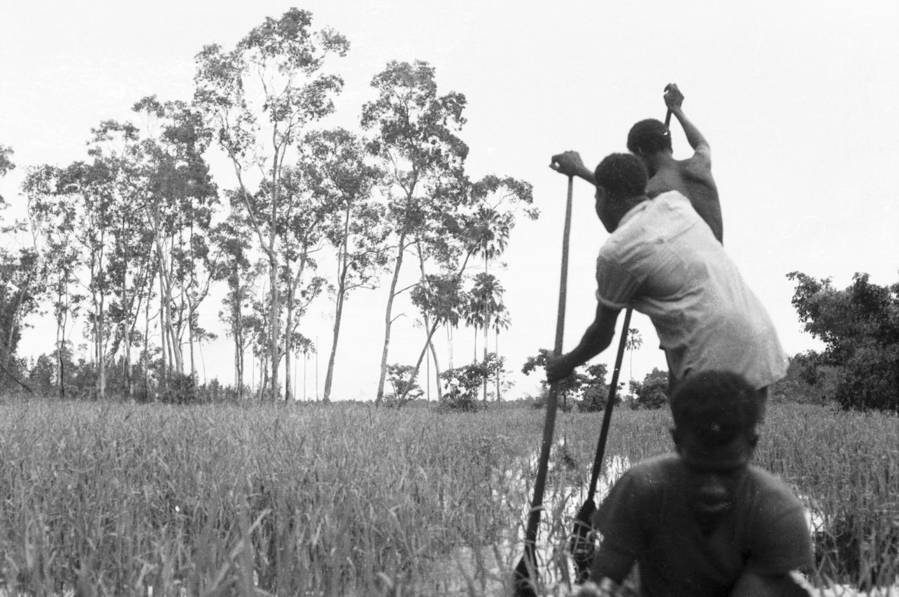 BD/133/673 -
Prauw varend door het riet, zicht vanuit prauw, Papoea-mannen met peddels op de voorgrond