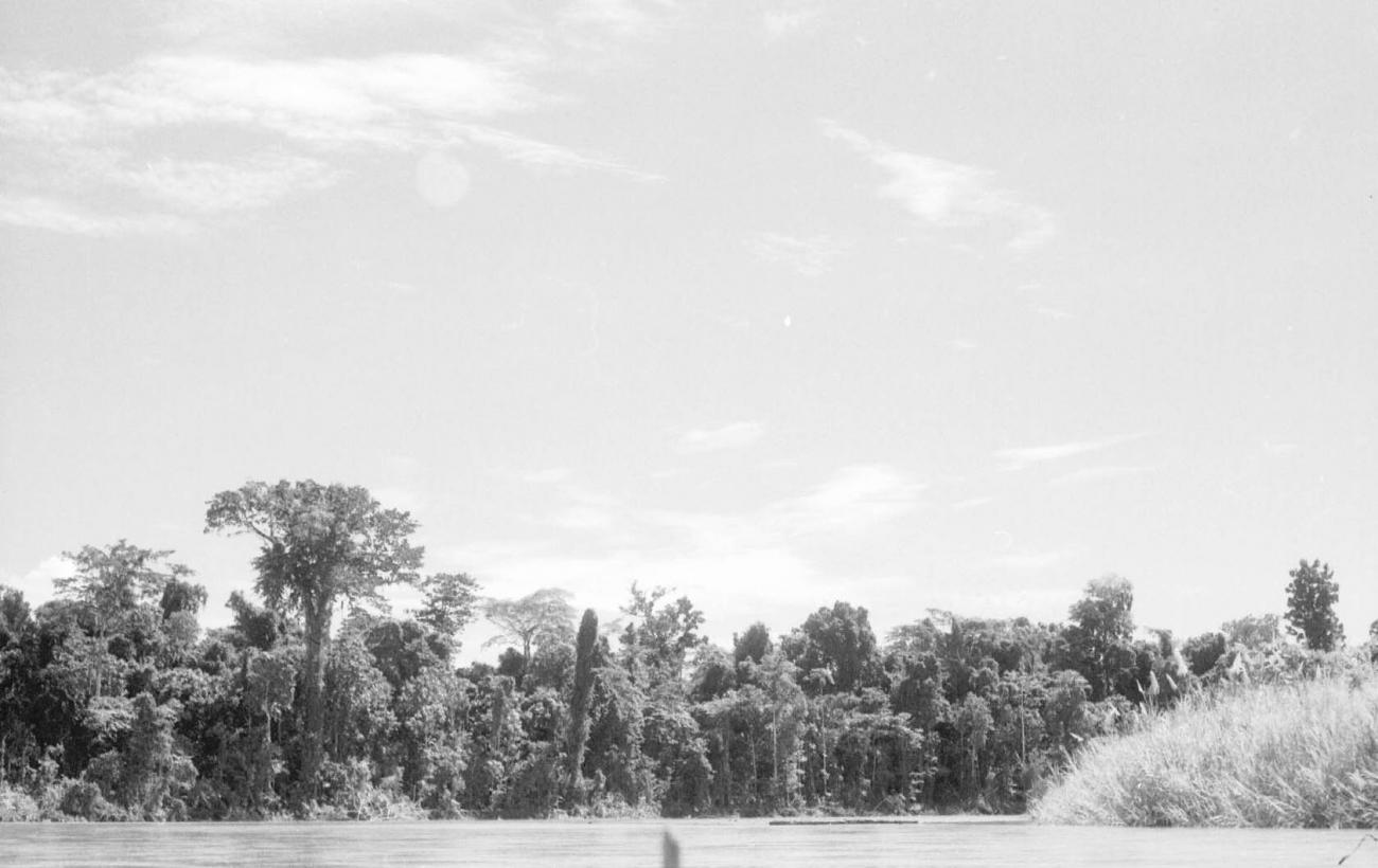 BD/133/81 -
Sarmi-Hollandia: Trees along the shore