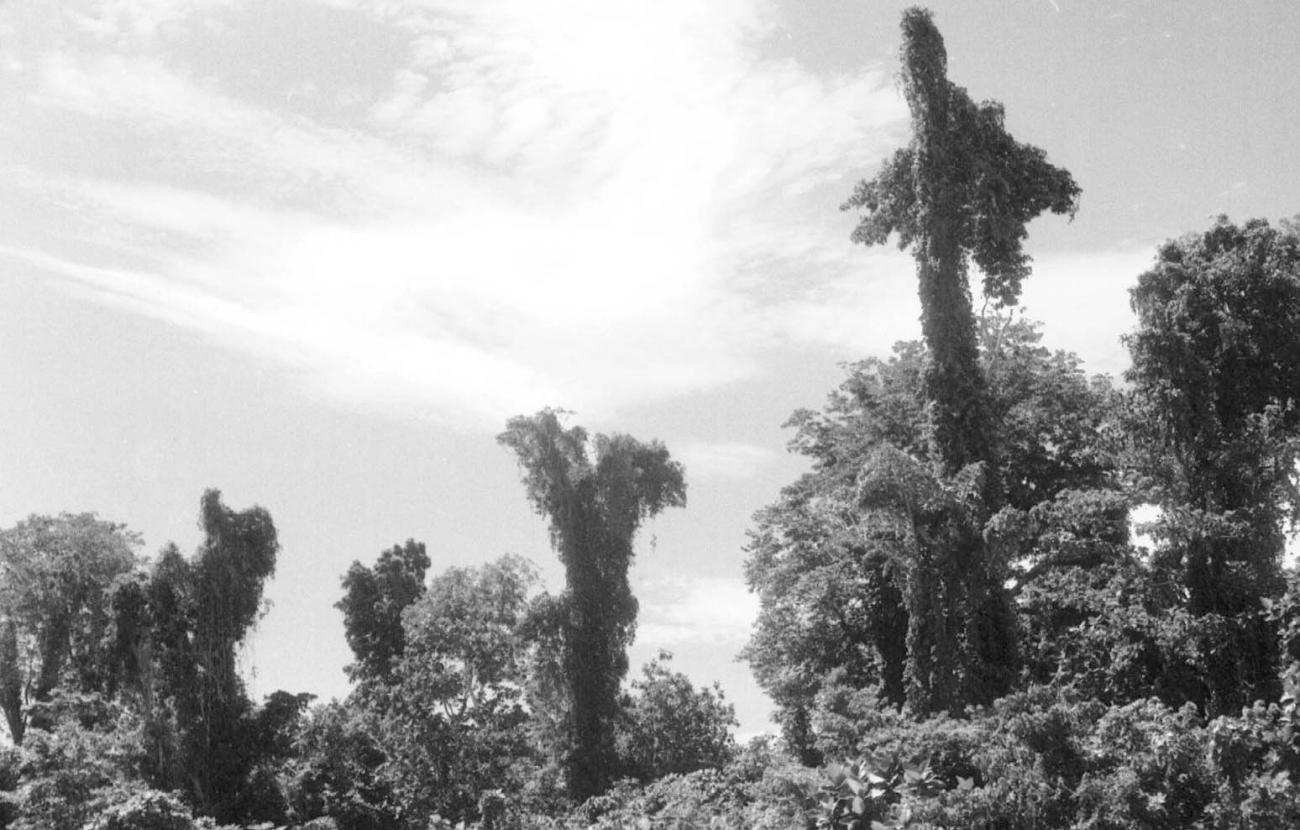 BD/133/83 -
Sarmi-Hollandia: Trees along the shore