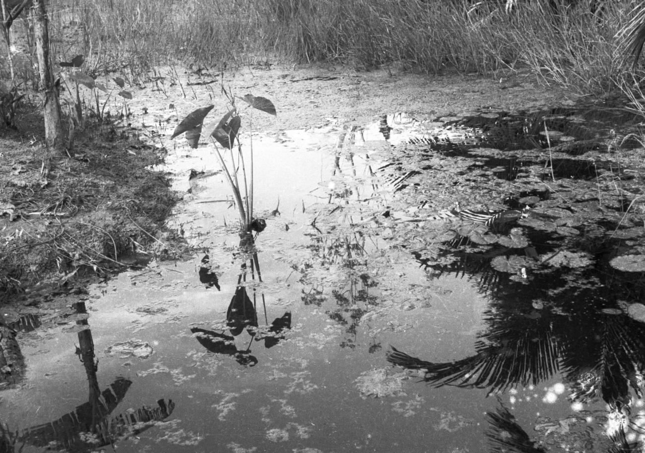 BD/133/848 - 
Close-up van water met planten
