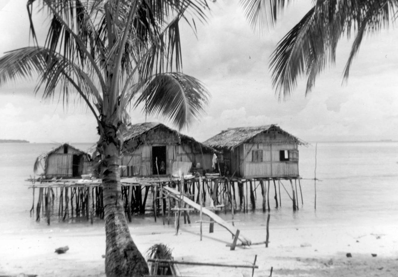 BD/277/72 - 
Een palmboom

