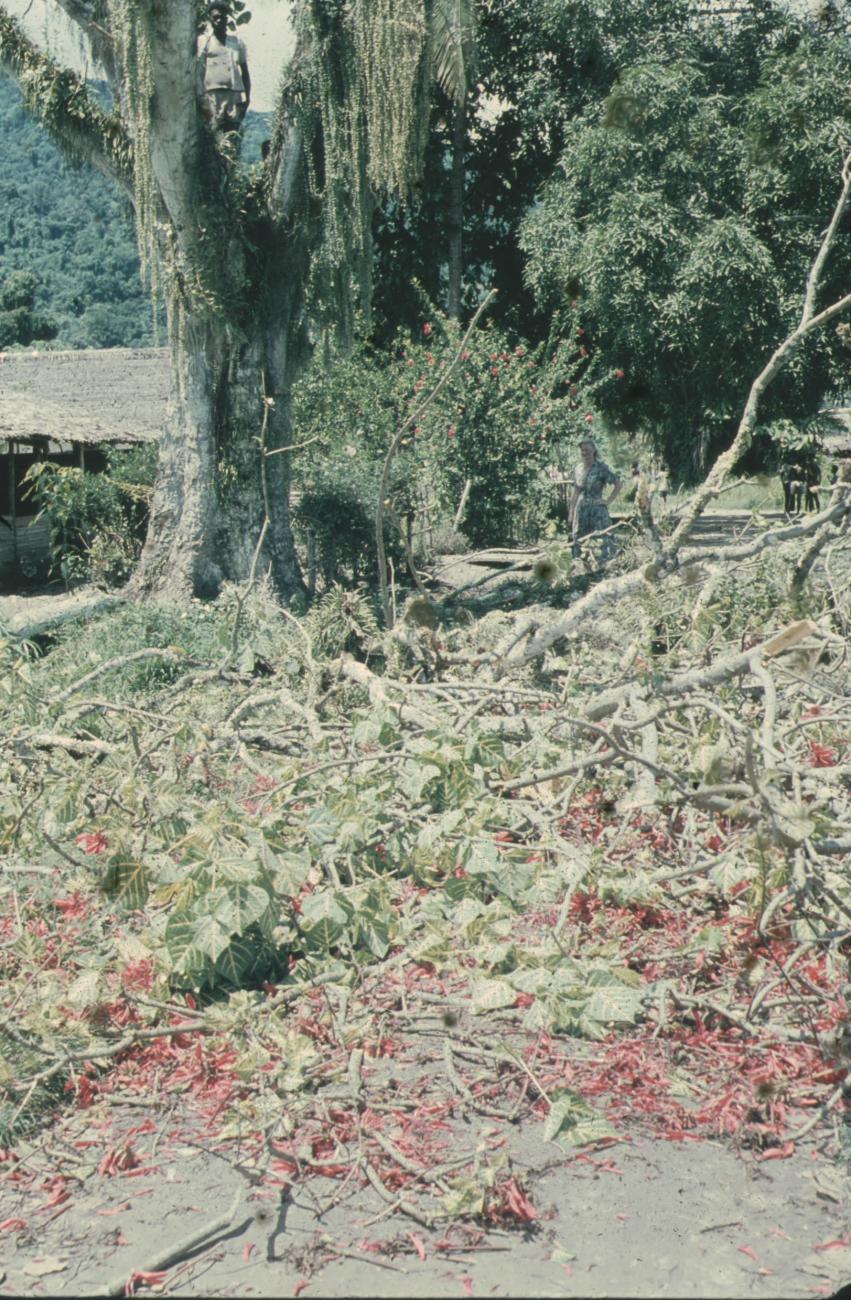 BD/248/209 - 
Kappen van een boom (Poin Settia)
