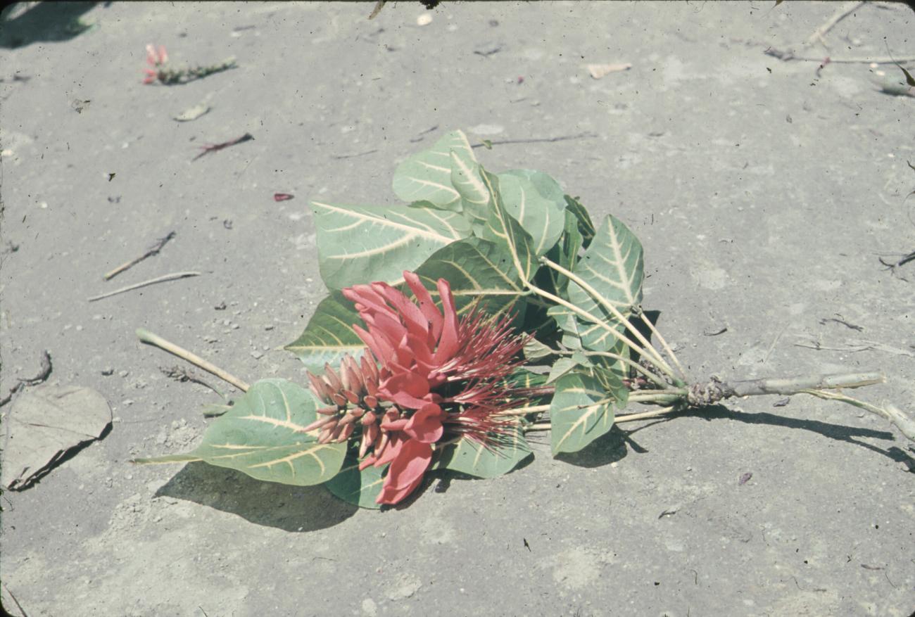BD/248/216 -
tak van boom (Poin Settia)
