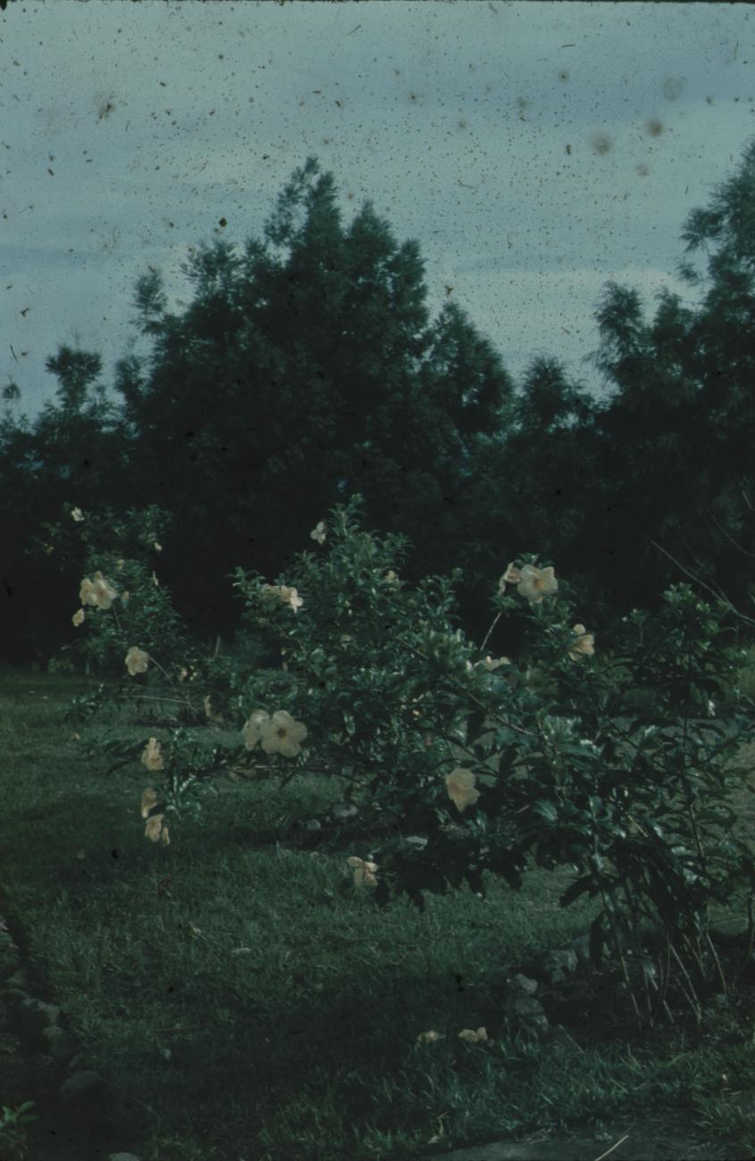 BD/248/234 - 
Bloemen aan een struik
