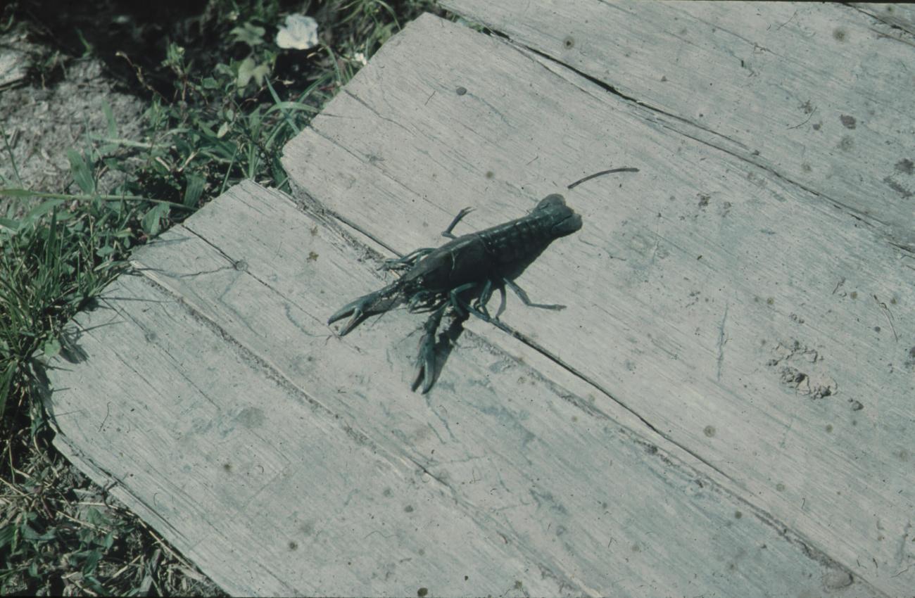 BD/248/83 - 
Rivierkreeft
