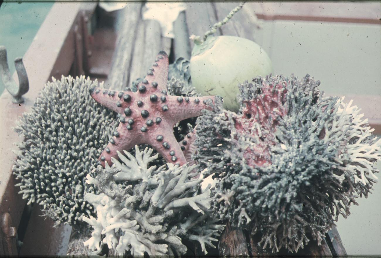 BD/248/85 - 
Koralen langs de kust van Borneo
