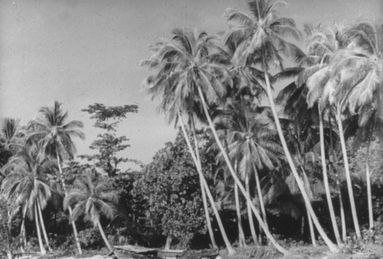 BD/285/106 - 
Klapperbomen
