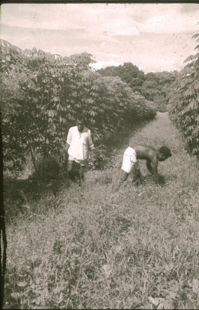 BD/309/307 -
Twee mannen aan het werk op de cacaoplantage