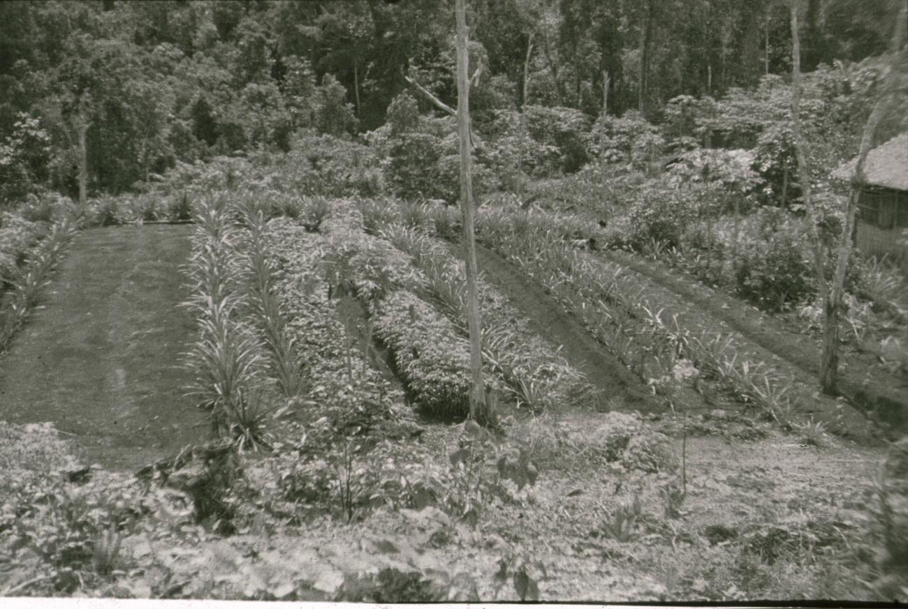 BD/309/383 - 
Akker met aanplant in het dorp Susumuk
