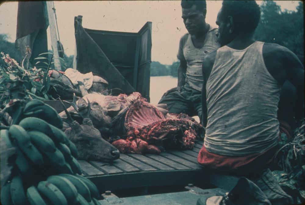 BD/30/58 -
Asmat men on a platform next to the river with a deer's head, meat and fruit
