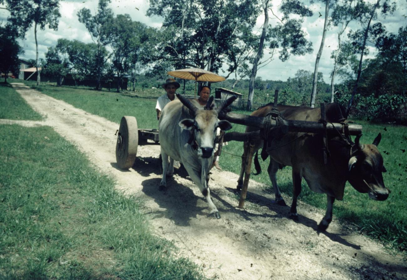 BD/66/126 - 
Karretje met Indonesisch stel getrokken door ossen 

