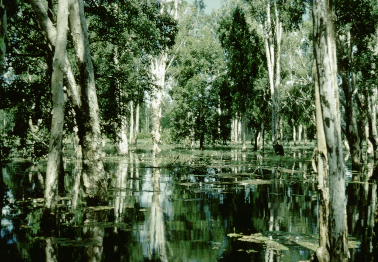 BD/66/136 -
Mangrove